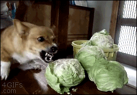 JatDtRr.gif