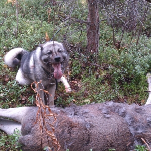 one fore the dog this weekend