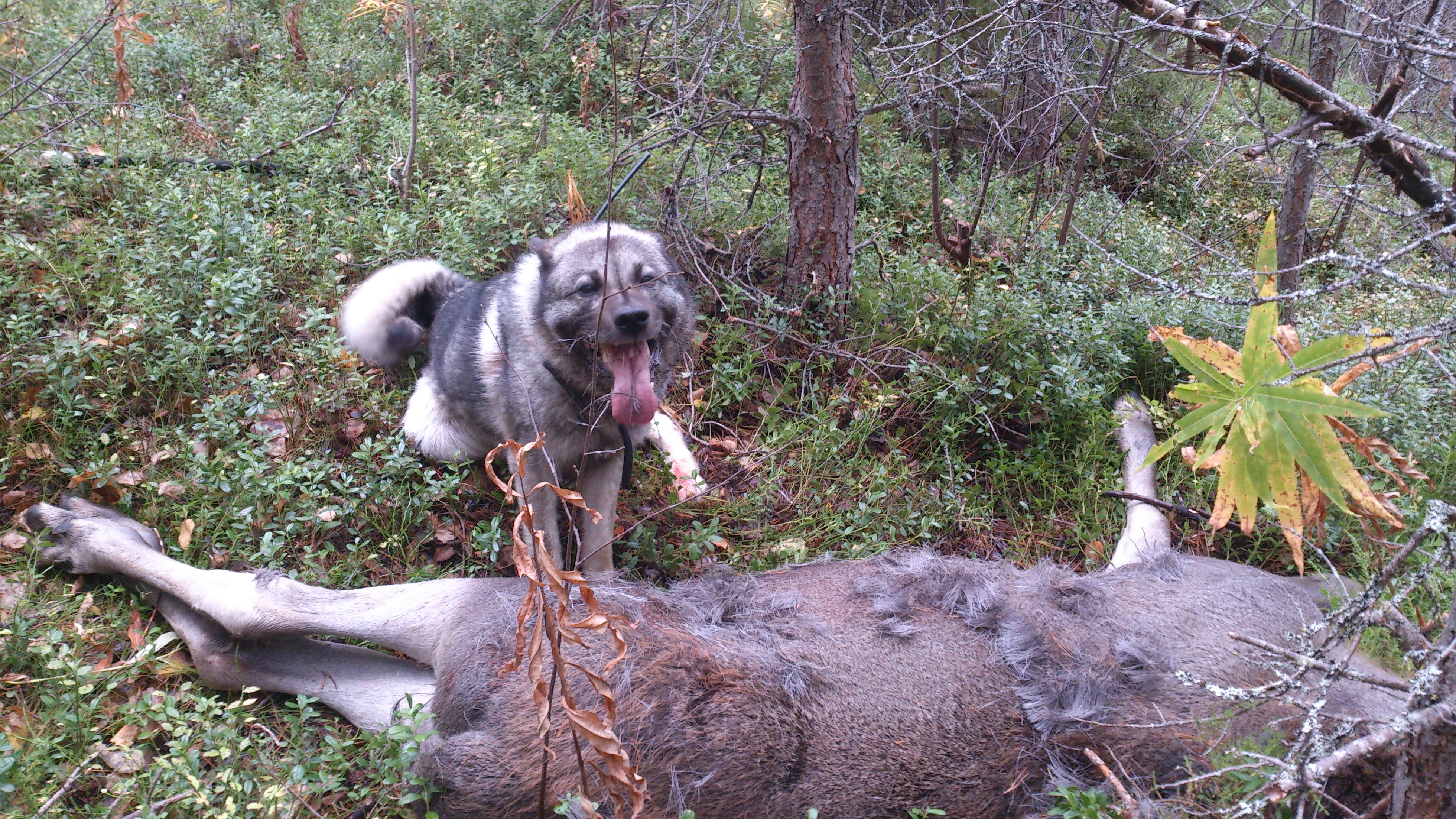 one fore the dog this weekend